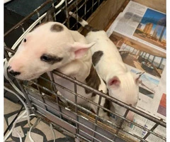 3 females Bull terrier puppies available