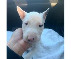 3 females Bull terrier puppies available - 2