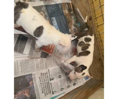 3 females Bull terrier puppies available - 3