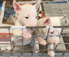 3 females Bull terrier puppies available - 4