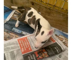 3 females Bull terrier puppies available - 5