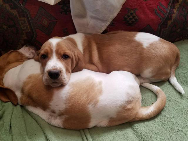 Female Basset Hound puppies in Charlestown, New Hampshire - Puppies for Sale Near Me