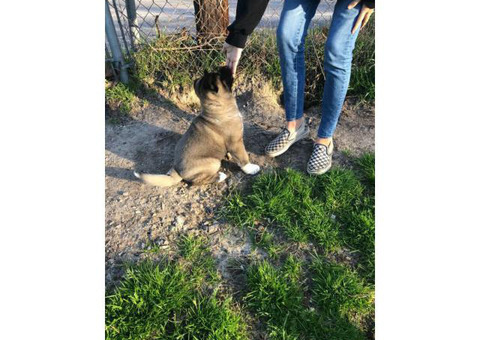 4 females Akita puppies