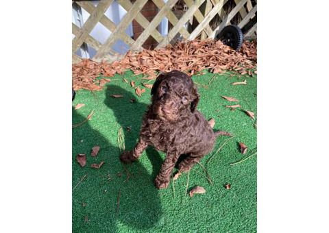 6 lovely standard Poodles for sale