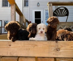 6 lovely standard Poodles for sale - 8