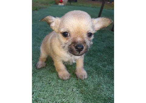 Two female Shichi puppies to be rehomed