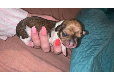 Four Chiweenie puppies available