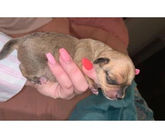 Four Chiweenie puppies available - 2