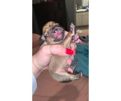 Four Chiweenie puppies available - 3