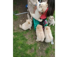 4 Chow Chow Puppies Left