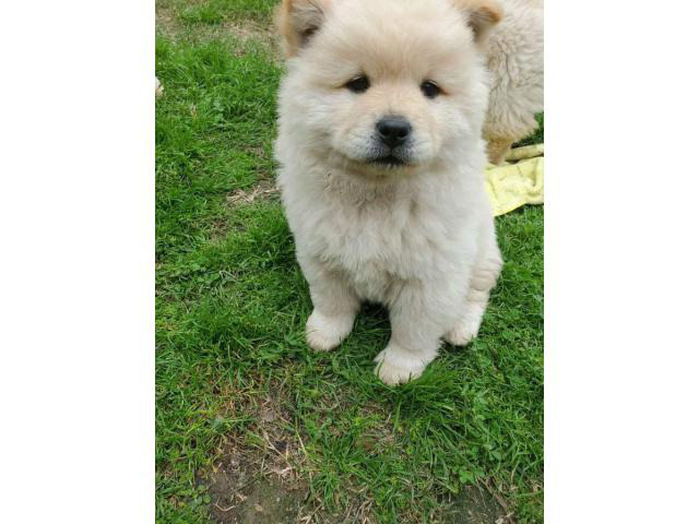 4 Chow Chow Puppies Left in Austin, Texas Puppies for