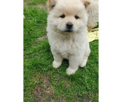 4 Chow Chow Puppies Left - 2