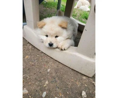 4 Chow Chow Puppies Left - 3
