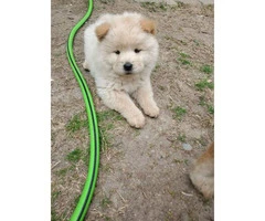 4 Chow Chow Puppies Left - 4