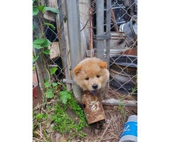 4 Chow Chow Puppies Left - 5