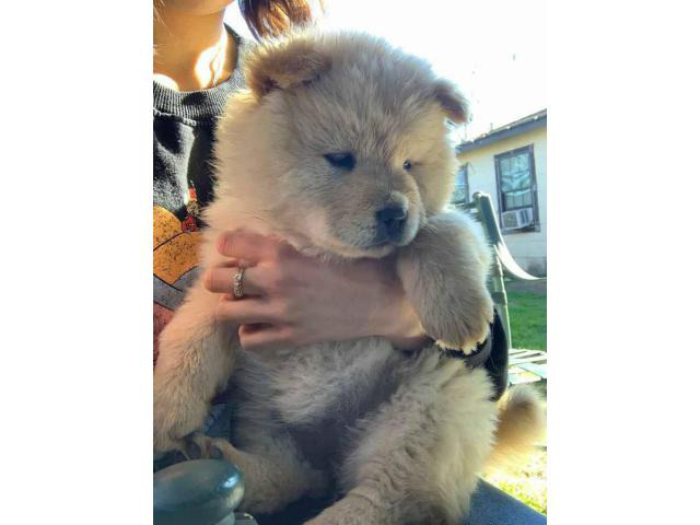 4 Chow Chow Puppies Left in Austin, Texas Puppies for