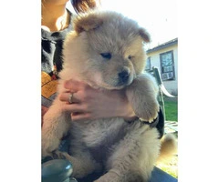 4 Chow Chow Puppies Left - 6