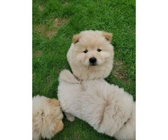 4 Chow Chow Puppies Left - 7
