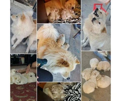 4 Chow Chow Puppies Left - 8