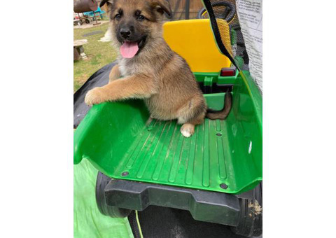 7 weeks old German Shepherd puppies