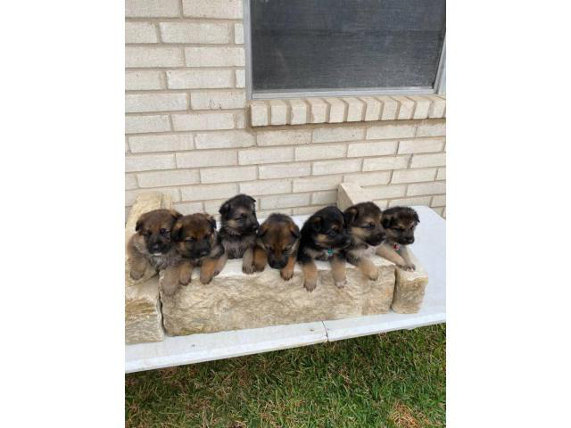 7 weeks old German Shepherd puppies San Antonio - Puppies for Sale Near Me