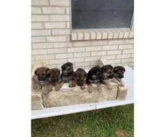 7 weeks old German Shepherd puppies - 5
