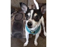 3 years old Jack Russell / Chihuahua for Sale - 2