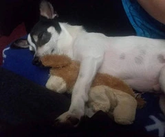 3 years old Jack Russell / Chihuahua for Sale - 3