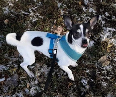 3 years old Jack Russell / Chihuahua for Sale - 4