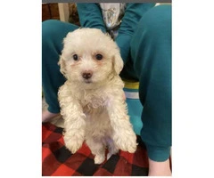 One female Shih-Poo puppy available - 2