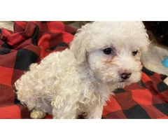One female Shih-Poo puppy available - 3