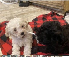 One female Shih-Poo puppy available - 4