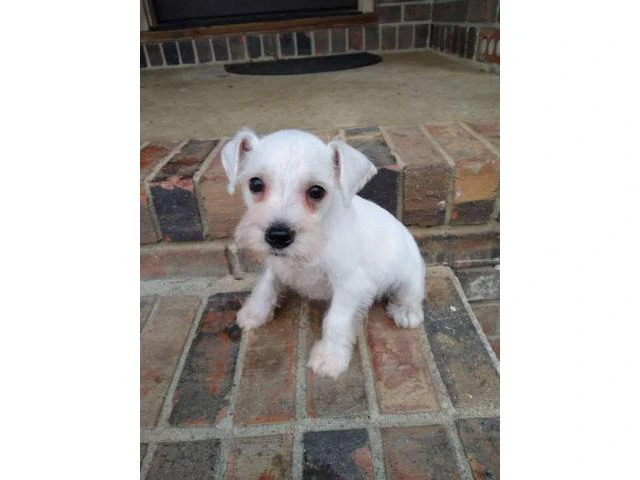 Male 8 weeks old Mini Schnauzer for sale