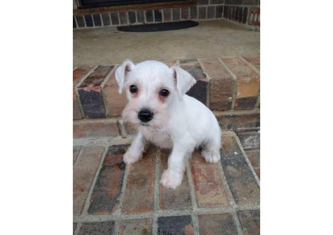 Male 8 weeks old Mini Schnauzer for sale