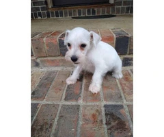 Male 8 weeks old Mini Schnauzer for sale