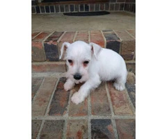 Male 8 weeks old Mini Schnauzer for sale
