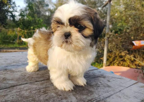 Shih Tzu Puppy For Sale By Ownerflorida Puppies For Sale Near Me