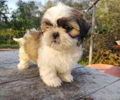 4 male Shih tzu puppies for sale