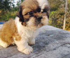 4 male Shih tzu puppies for sale - 2