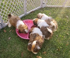 4 male Shih tzu puppies for sale - 3