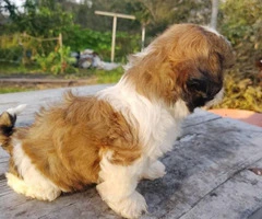 4 male Shih tzu puppies for sale - 4