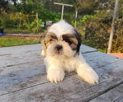 4 male Shih tzu puppies for sale - 5