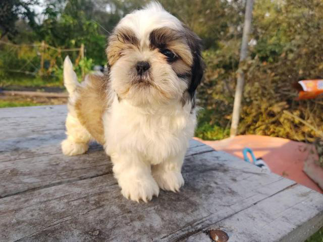 4 male Shih tzu puppies for sale in Lakeland, Florida ...