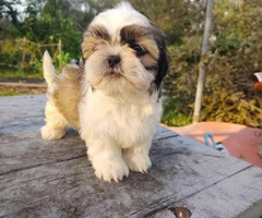 4 male Shih tzu puppies for sale - 6
