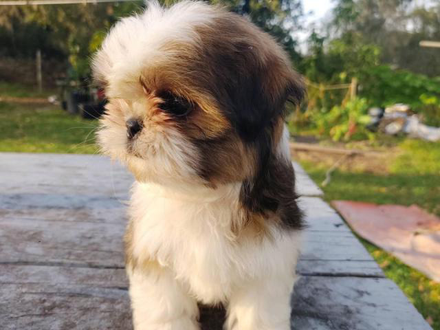4 male Shih tzu puppies for sale in Lakeland, Florida ...