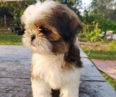 4 male Shih tzu puppies for sale - 7