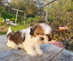 4 male Shih tzu puppies for sale - 8
