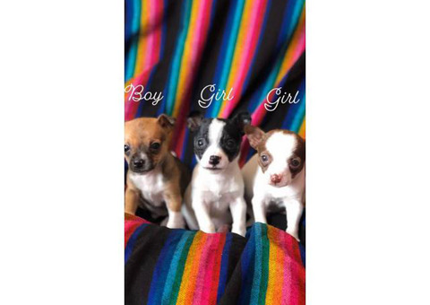Toy-size Chihuahuas ready now