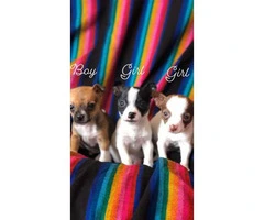 Toy-size Chihuahuas ready now - 1