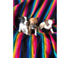 Toy-size Chihuahuas ready now - 5